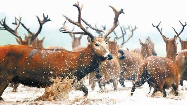 石首现世界最大野生麋鹿种群