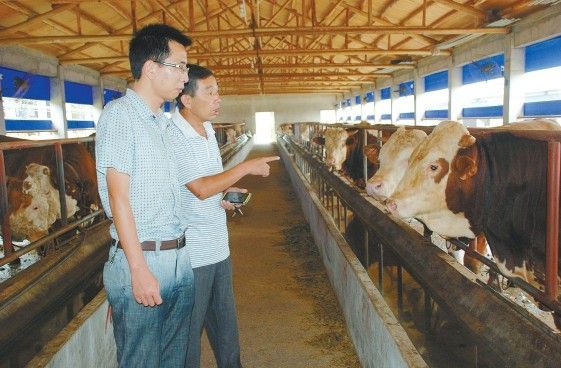 武穴梅川镇：新模式发展肉牛养殖产业