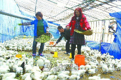 巴东建成泰和乌鸡养殖基地