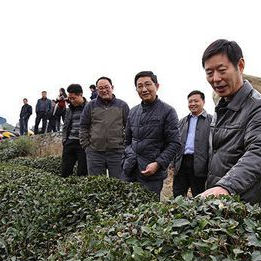 恩施市12万亩茶叶获全国标准化生产基地认证