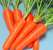 胡萝卜的营养和功效