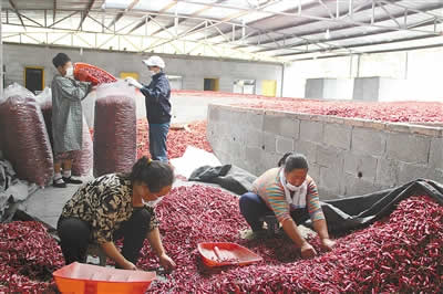 咸丰：辣椒产业助农增收