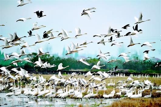 黄梅龙感湖国家级自然保护区：候鸟天堂