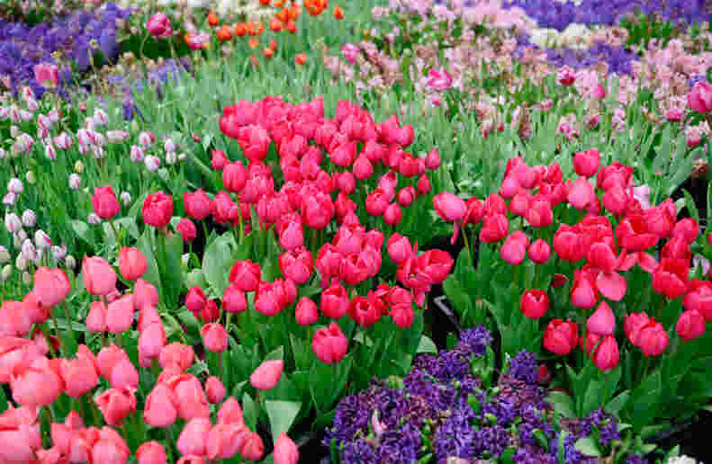 航拍武汉植物园郁金香花展 万紫千红满园春