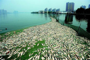 武汉南湖又现大量死鱼 渔民加紧打捞