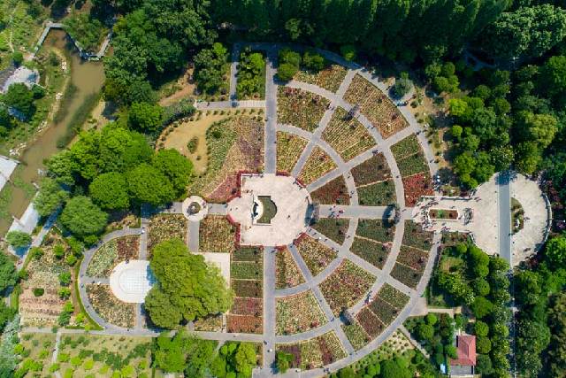 鸟瞰武汉青山和平公园月季花园 花海似巨型调色盘