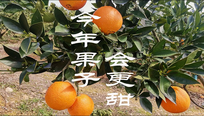 &ldquo;今年果子会更甜&rdquo;