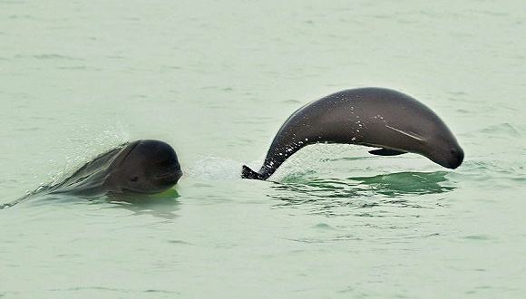 天鹅洲长江江豚迁地保护种群已约80头