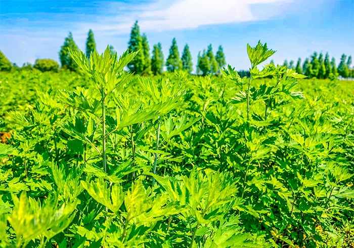 湖北老河口：艾草铺就村民致富路