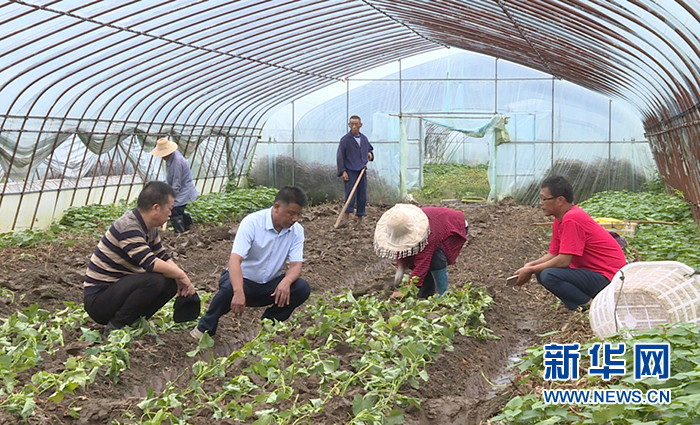 湖北农业专家&ldquo;线上线下&rdquo;抗灾补损忙