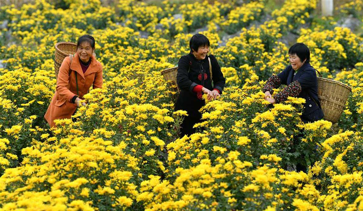 湖北恩施：深山侗寨开采&ldquo;致富花&rdquo;