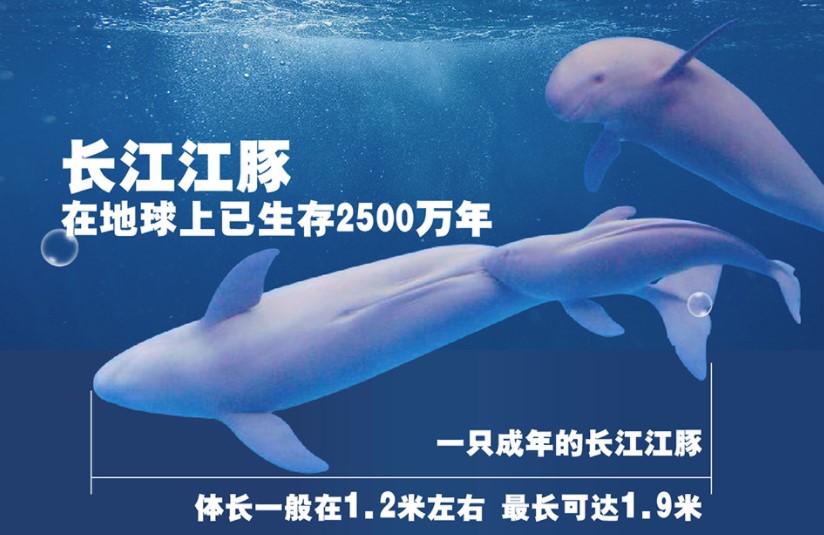 武汉出台多项举措促长江江豚回归江城