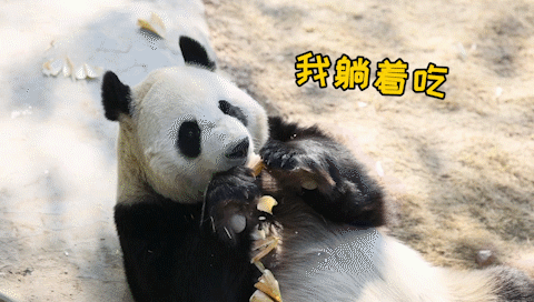 大熊猫姐妹花要回老家了 它们最近在做啥？