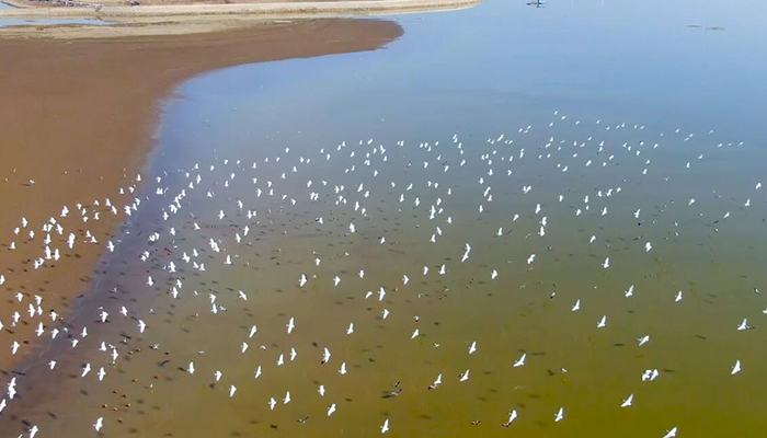 【“飞阅”中国】湖北网湖湿地冬候鸟首超八万只