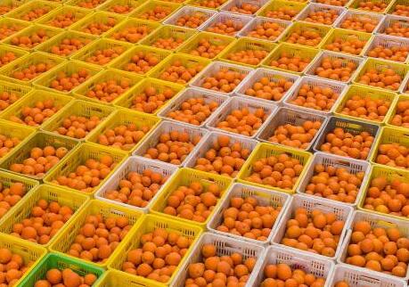 湖北秭归：抢采脐橙供应节日市场