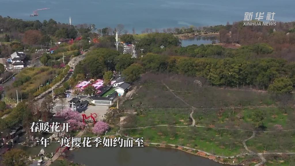 又是一年樱好处 武汉东湖樱花园早樱绽放