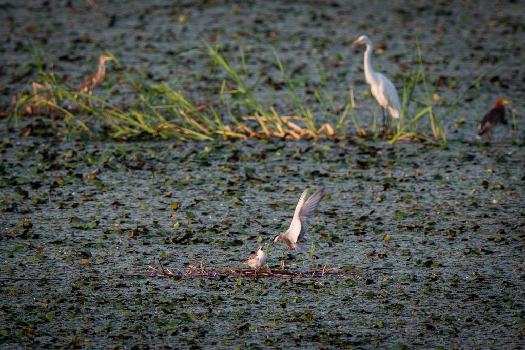 新华全媒+|还湖于鸟之后 2万只夏候鸟在沉湖湿地筑巢
