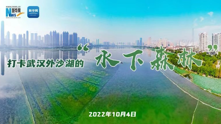 【新华云直播】打卡武汉外沙湖的“水下森林”